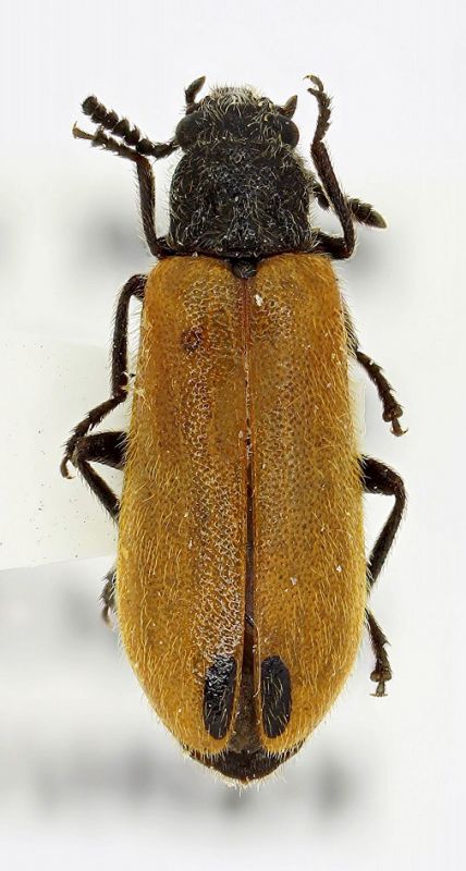 Tenebrionidae Kenya 2.jpg