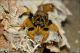 Pogonosoma_maroccanum_1982.jpg