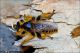 Pogonosoma_maroccanum_1997.jpg