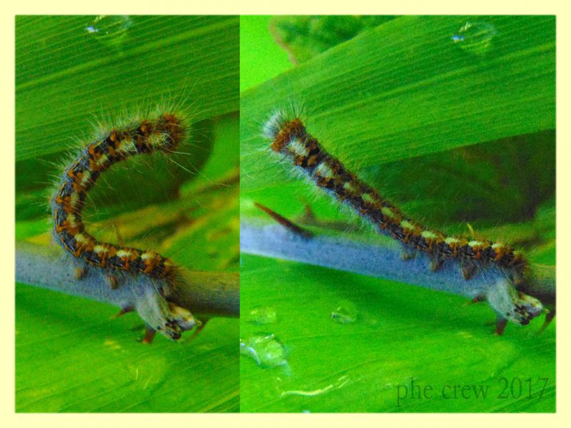 Lasiocampidae - probabile Lasiocampa sp. - circa 20 mm. su Rubus - Anzio 3.12.2017 (1).JPG