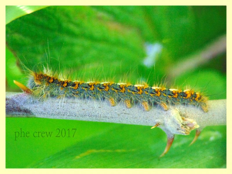 Lasiocampidae - probabile Lasiocampa sp. - circa 20 mm. su Rubus - Anzio 3.12.2017 (3).JPG