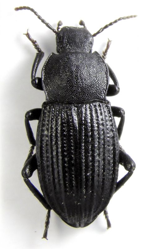 tenebrionidae 1234567 012.JPG