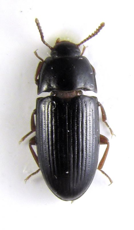 tenebrionidae 1234567 015.JPG