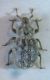 nodipennis 008 A.jpg