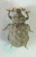 nodipennis 001 A.jpg
