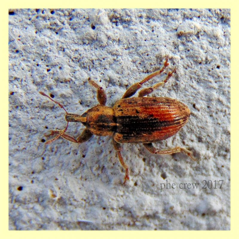 probabile Hypera postica 4.5 mm. - Anzio Colonia - 12.12.2017.JPG