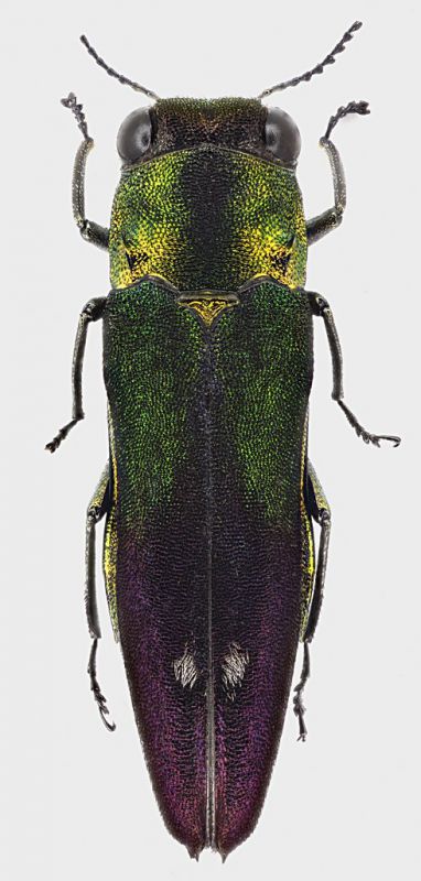 Agrilus_sp2_Philippines_N_Luzon_Aurora_Dingalan_IV-2017_8,3mm.jpg