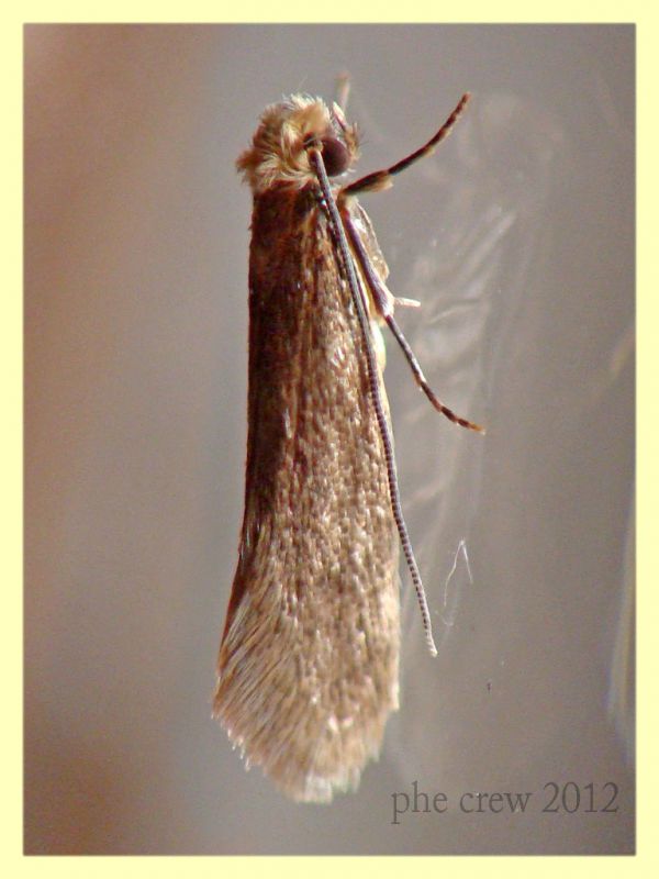 probabile Tineidae - Anzio 13.2.2012.JPG