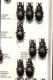 Carabidae 42 (2).JPG