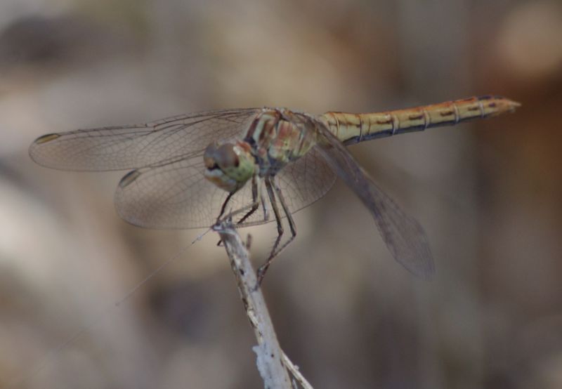 IMGP9931_Sympetrum-1_sm.JPG