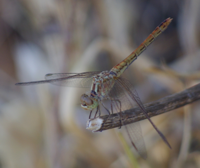 IMGP9937_Sympetrum-1_sm.JPG