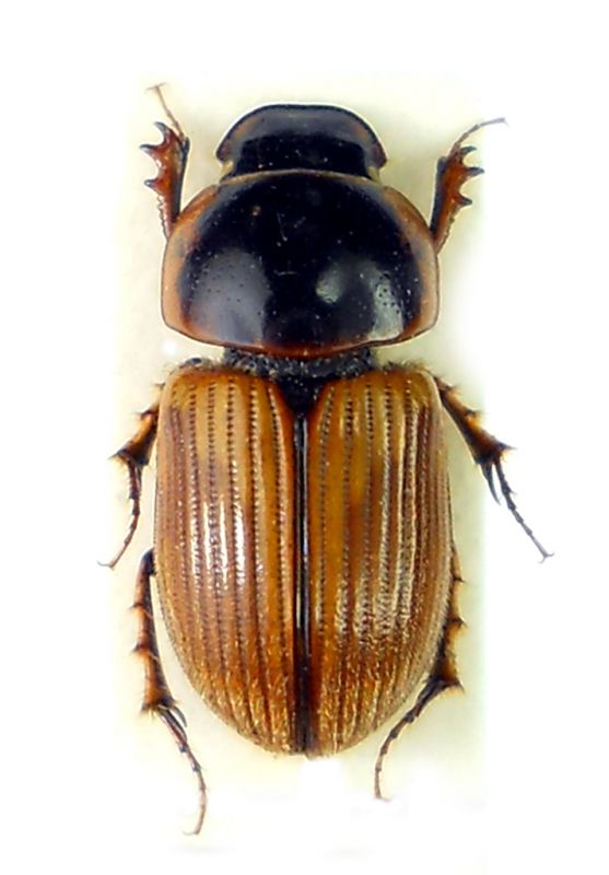 Melinopterus tingens.jpg