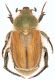 Chaetopteroplia.jpg