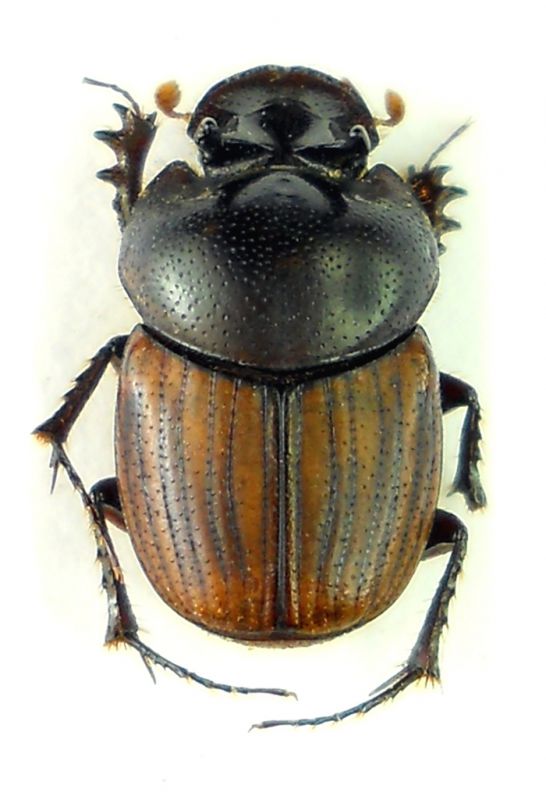 Onthophagus transcaspicus 1.jpg