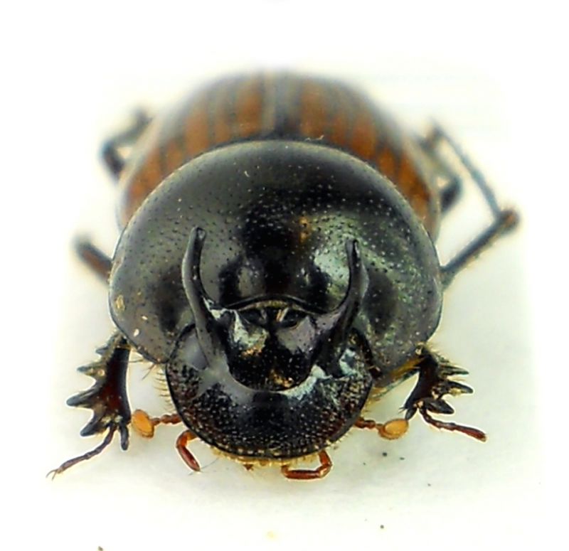 Onthophagus transcaspicus 2.jpg