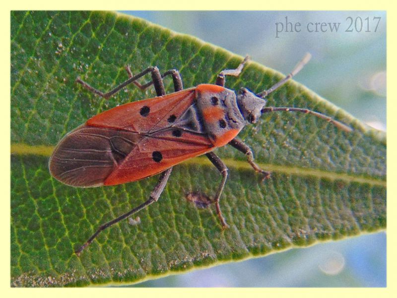 Lygaeus creticus - Nettuno 19.12.2017.JPG