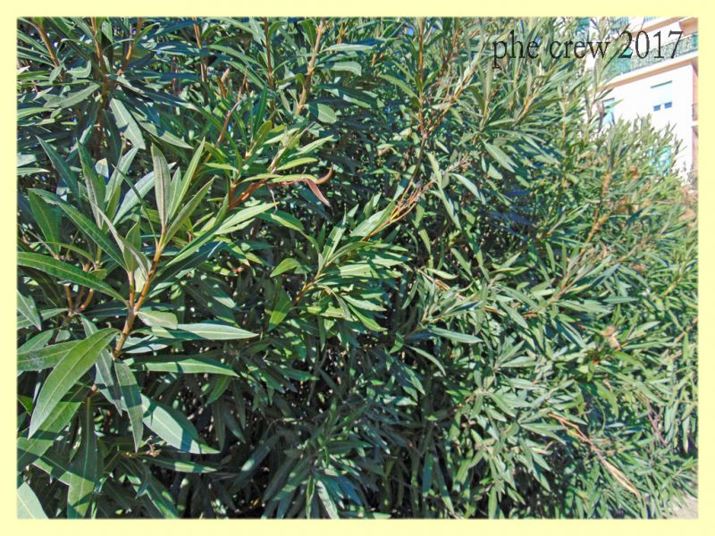 Lygaeus creticus su Nerium oleander - Nettuno 19.12.2017 .JPG