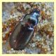 probabile Stenolophus mixtus - 4 mm. -  Nettuno 19.12.2017 (2).JPG