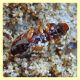 probabile Stenolophus mixtus - 4 mm. -  Nettuno 19.12.2017 (3).JPG