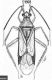 Miridae4.jpg