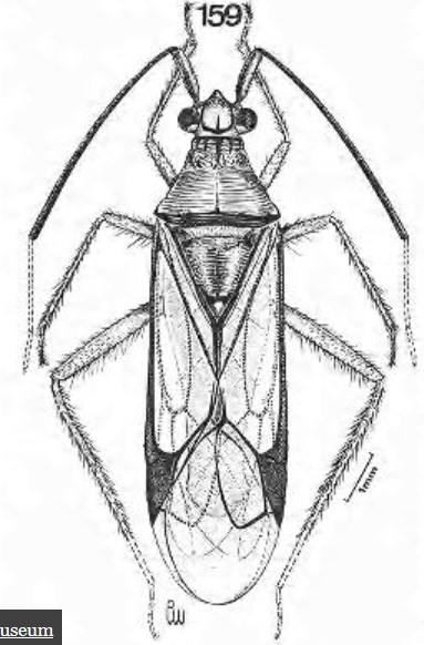 Miridae4.jpg