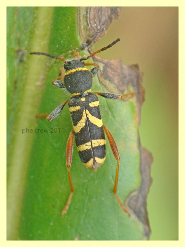 probabile Clytus arietis - Anzio - 16.5.2011 (2).JPG