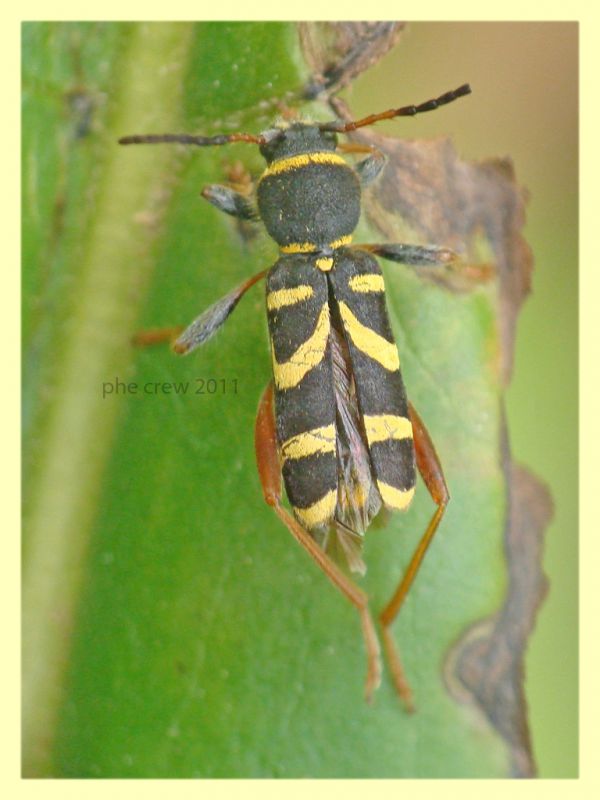 probabile Clytus arietis - Anzio - 16.5.2011 (3).JPG