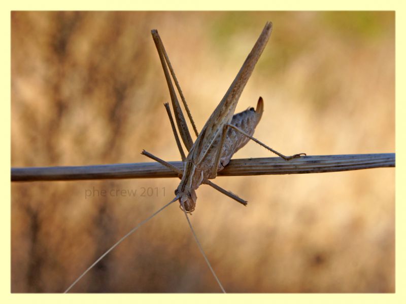 Tettigoniidae probabile Tylopsis liliifolia - Bultei - SS - San Saturnino - 17.8.2011 (3).JPG