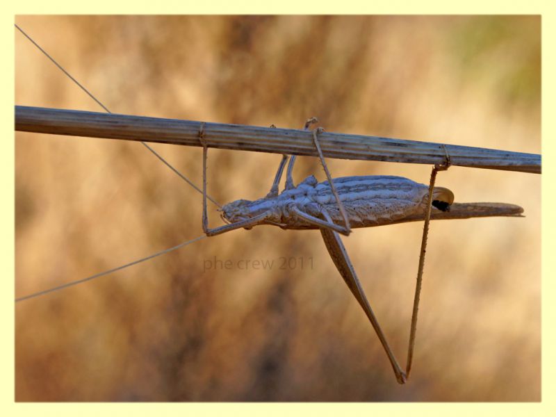 Tettigoniidae probabile Tylopsis liliifolia - Bultei - SS - San Saturnino - 17.8.2011 (1).JPG