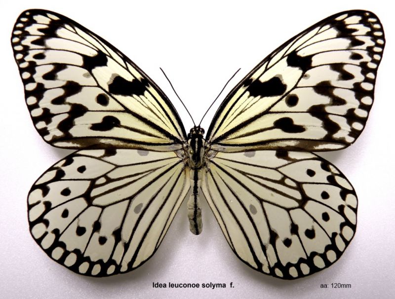 Idea leuconoe solyma.JPG