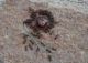 Ants_round_berry1b_sm.JPG