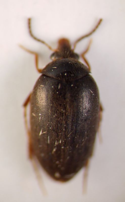 tetratomidae 005.JPG