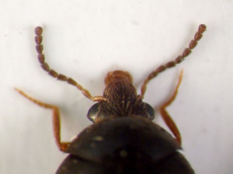 tetratomidae 007.JPG