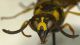 VA148_front_E-papillarius.jpg