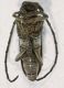 Rosenbergia exigua Holotypo 2.JPG