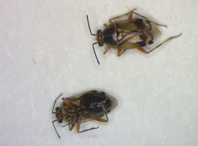 Liocoris.JPG