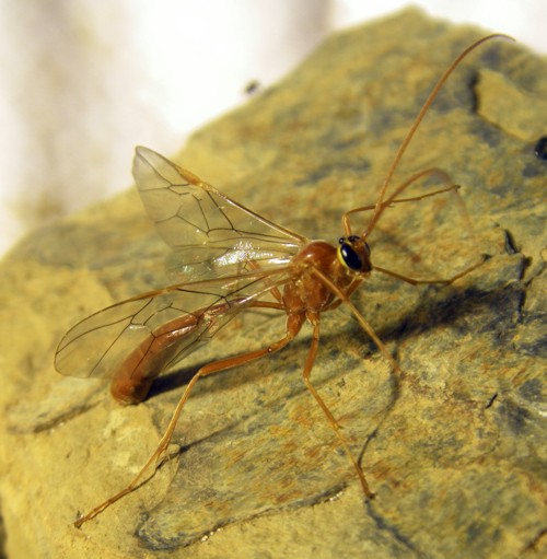 Ophion sp. (4-8-14 Llesuí).jpg