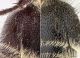 Stenomutilla hottentotta_left_Stenomutilla argentata_right.jpg