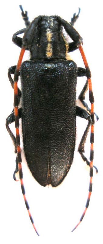 Agapanthia coeruleipennis 006.jpg