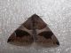 20170421 Dysgonia sp ♂ Belpasso.JPG