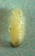 larva 002 A.jpg