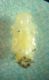 larva 003 A.jpg