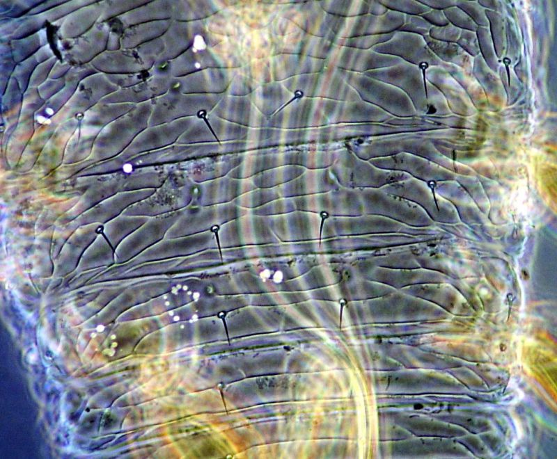 microscultura dorsale 2.JPG