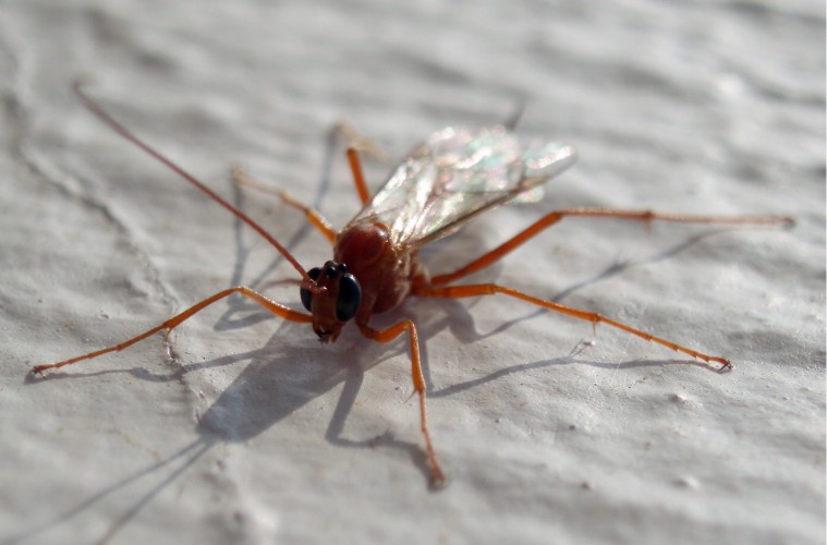 Netelia sp. 2 (12-9-09 Alfocea).jpg