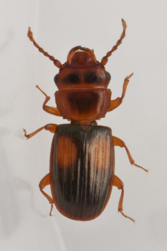 1 laemophloeus sp laemophloeidae monte cuneo .JPG