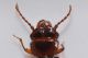 2 laemophloeus sp laemophloeidae monte cuneo .JPG