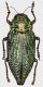 Touzalinia_psilopteroides_China_Yunnan_29mm_grey.jpg