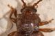 5 dapsa denticollis endomychidae baronessa .jpg