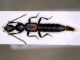 lathrobium.jpg