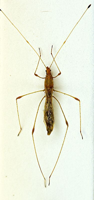 Cimice lunga 1a.JPG